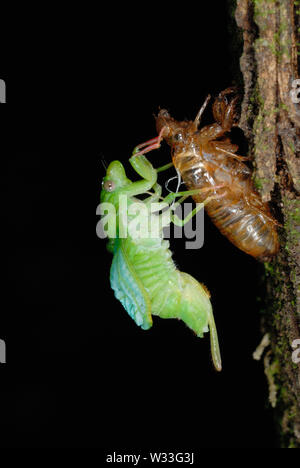 Grüne Zikade (Cicadoidea sp.), die sich aus den Larven Fall n Kibale Nationalpark, Uganda. Vierte in Folge von sieben. Stockfoto