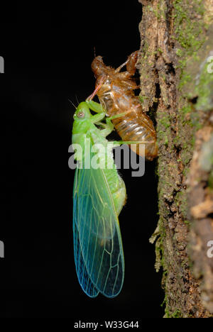 Grüne Zikade (Cicadoidea sp.), die sich aus den Larven Fall n Kibale Nationalpark, Uganda. 6. in der Reihenfolge der Sieben. Stockfoto