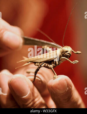 (190712) - Peking, 12. Juli 2019 (Xinhua) - Han Liuye schafft ein Stroh Handwerk in seiner Werkstatt in Shijiazhuang, der Hauptstadt von North China Provinz Hebei, 10. Juli 2019. Han Liuye, ein Stroh handicraftsman von Zhangjiakou Stadt, hat gelernt, Stroh Kunsthandwerk aus seiner Großmutter zu machen, da er noch jung war. Als er 10 war, Han war in der Lage, verschiedenen Kunstwerken aus Materialien wie Mais Schalen zu schaffen und Reed verlässt. Han wurde ein Workshop traditionelle Techniken mit der Innovation, um zu kombinieren, um die Fähigkeiten zu erben. Er kam auch zu schulen und die Kunst des St zu demonstrieren Stockfoto