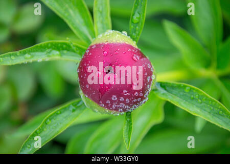 - Nahaufnahme Bild der roten Pfingstrosen Knospe im Garten, Makro burgund Pfingstrose im Park mit Wassertropfen, frische nach regen Stockfoto