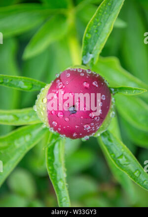- Nahaufnahme Bild der roten Pfingstrosen Knospe im Garten, Makro burgund Pfingstrose im Park mit Wassertropfen, frische nach regen Stockfoto