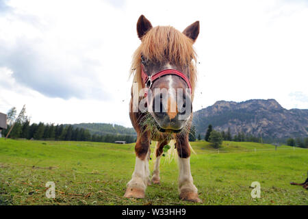 Pony auf der Dolimite - Italien Stockfoto