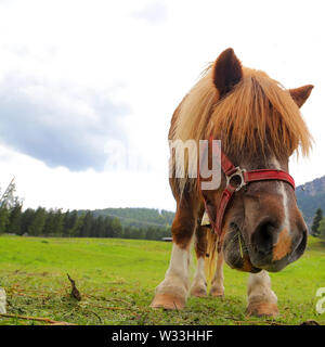 Pony auf der Dolimite - Italien Stockfoto