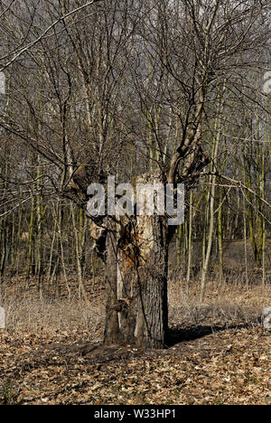 Esterwegen, Niedersachsen/Deutschland - April 06, 2013: Ein altes geschlagene Baum in einem Wald im Frühling Stockfoto