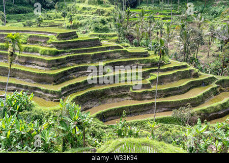 Grüne Reisterrassen in Reisfeldern auf dem Berg in der Nähe von Ubud, tropischen Insel Bali, Indonesien. Natur Konzept Stockfoto