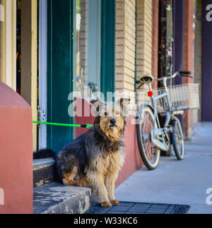 Der kleinen Stadt Amerika hat shaggy Dog warten draußen auf Schritt der Shop mit Fahrrad im Hintergrund in der alten Minenstadt Bisbee, AZ Stockfoto