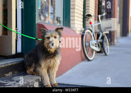 Shaggy dog warten draußen auf Schritt der Shop mit Fahrrad im Hintergrund in der alten Minenstadt Bisbee, AZ Stockfoto