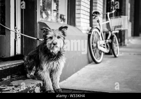 Shaggy dog warten draußen auf Schritt der Shop mit Fahrrad im Hintergrund in der alten Minenstadt Bisbee, AZ Stockfoto