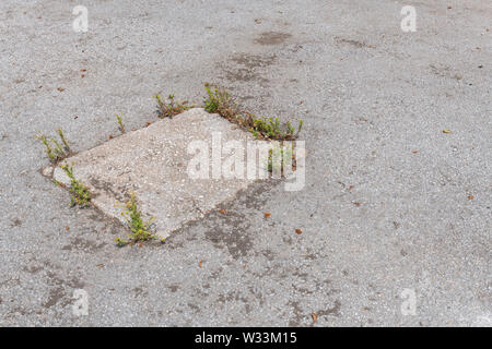 Pineapple Unkraut/Matricaria discoidea - Wachsende im gerissenen Beton/Asphalt. Konzept überholt durch Unkräuter, Unkraut wächst, Unkraut in Rissen. Stockfoto