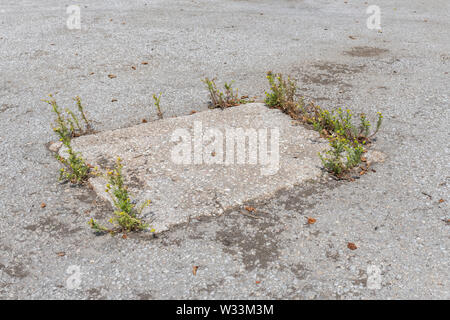 Pineapple Unkraut/Matricaria discoidea - Wachsende im gerissenen Beton/Asphalt. Konzept überholt durch Unkräuter, Unkraut wächst, Unkraut in Rissen. Stockfoto