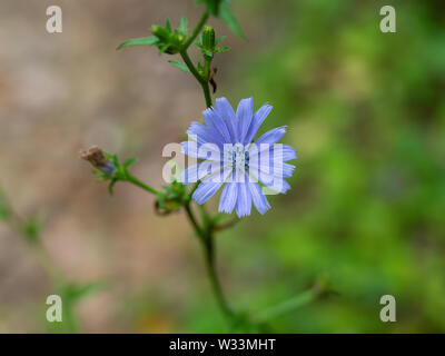 Cichorium intybus - Blau, gemeinsame Chicorée Blume im natürlichen Lebensraum. Stockfoto