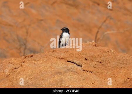 Mit leuchtenden Augen, kleinen Schwarzen und Weißen Willie Bachstelze Vogel thront auf einem Felsvorsprung von Uluru Stockfoto