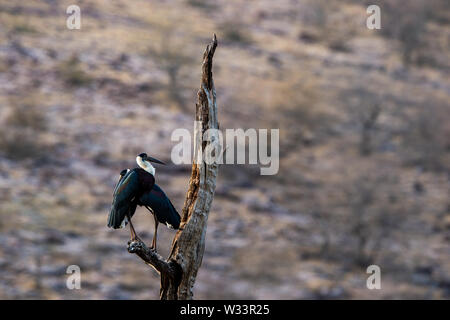 Asiatische Woolly-necked Stork oder Asiatischen whitenecked Storch vogel Paar auf einem toten Baum Barsch mit schönen isoliert Hintergrund bei ranthambore Tiger Reserve Stockfoto