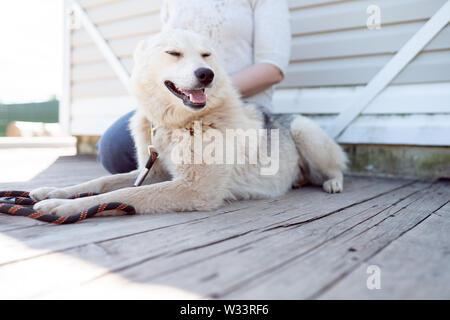 Foto von Hund mit Halsband und Leine auf die Seite und die Frau in der Nähe von white Holzwand auf der Straße im Sommer Tag Stockfoto