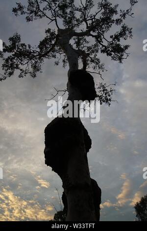 Low Angle Blick auf die Silhouette eines knorrigen Baum gegen eine Dämmerung Himmel Stockfoto