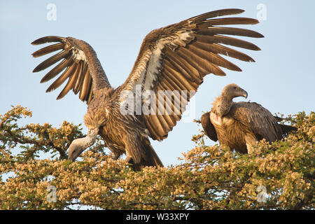 Afrikanische weiß-backed Vulture (Tylose in Africanus) jeweils kurz nach der Paarung Stockfoto