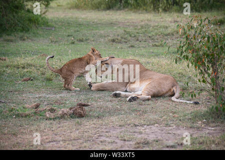 Löwin (Panthera leo) mit einem cub Wer will zu spielen. Stockfoto