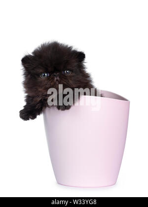 Süße 4 Wochen alte schwarze Perser Kätzchen, hängend über die Kante der Pink Flower Pot. Auf Kamera mit grünlich-blauen Augen. Auf weissem Hintergrund. Stockfoto