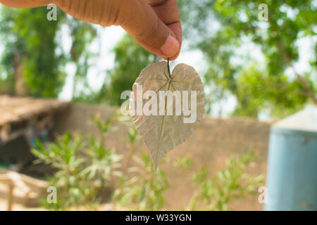 Nahaufnahme der menschlichen Hand, die getrockneten Blätter mit unscharfen Bäume Hintergrund. Blatt in der Hand. Stockfoto