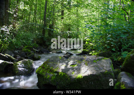 Wild River in den Wäldern der Ravennaschlucht Stockfoto