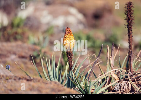 Schöne gelbe Blume Kniphofia foliosa. Bale Nationalpark, Äthiopien, Afrika Wüste Stockfoto