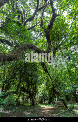 Harenna Wald, im Hochland der Bale Mountains. Eine der wenigen noch verbliebenen natürlichen Wälder im Land. Oromia Region, Äthiopien w Stockfoto