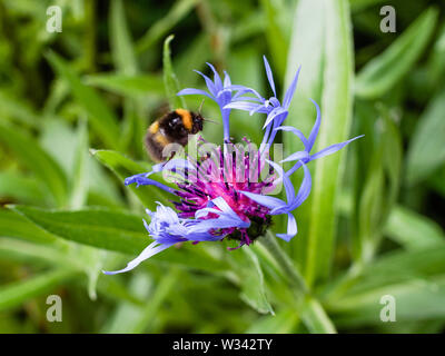 Im späten Frühling schwebt die einsame Bumblebee über einer blauen Kornblume, Centaurea cyanus. Stockfoto