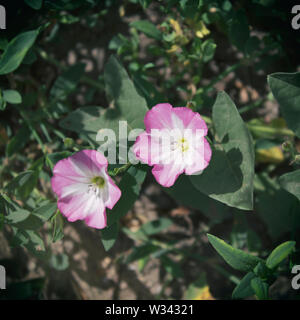Convolvulus arvensis. Acker-winde. Wiese Pflanze. Sommer Pflanze. Stockfoto