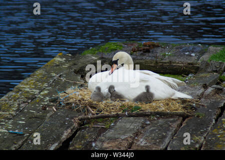 Ein Schwan und Cygnets auf einem Stroh nest ruhen auf Brettern auf einen Hafen Stockfoto