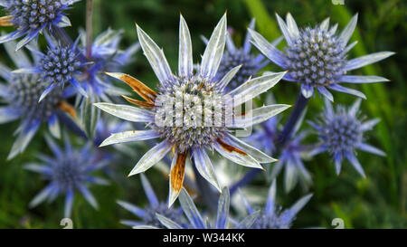 Eine Nahaufnahme von einem schottischen Distel suchen scharfe Stockfoto