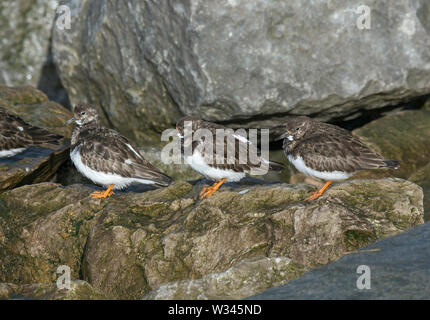 Drei Ruddy Turnstone, Arenaria interpres, Roosting auf Felsen, Morecambe Bay, Lancashire, Großbritannien Stockfoto