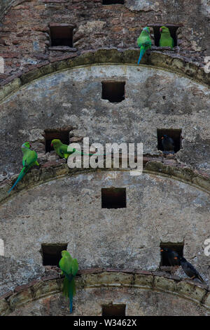 Rose-ringed Parakeet und Dschungel Myna an der Wand eines alten Tempel. Bangladesch. Stockfoto