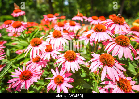 Echinacea hybrid, Cheyenne Geist, Sonnenhut Stockfoto