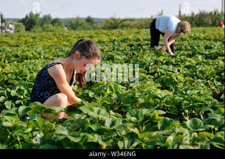 Erdbeerpflücken im Sommer auf der Website von 'La Cueillette de Bourgneuf' in Saint-Eloy-de-Gy (Frankreich). Junge Mädchen Kommissionierung Erdbeeren. Hinweis Stockfoto