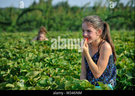 Erdbeerpflücken im Sommer auf der Website von 'La Cueillette de Bourgneuf' in Saint-Eloy-de-Gy (Frankreich). Junge Mädchen Kommissionierung Erdbeeren und Essen Stockfoto