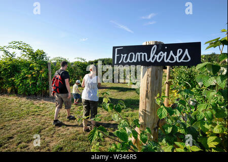 Himbeeren pflücken im Sommer auf der Website von 'La Cueillette de Bourgneuf' in Saint-Eloy-de-Gy (Frankreich). Familie hier, um Erdbeeren zu pflücken. Nicht Stockfoto