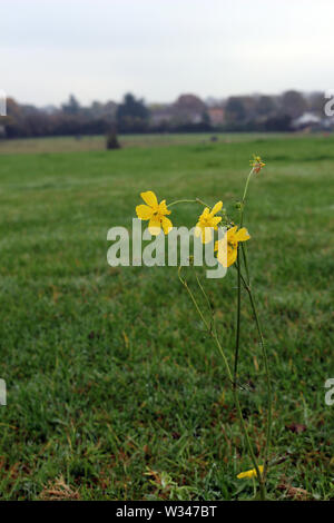 Ranunculus flammula, die weniger spearwort Stockfoto