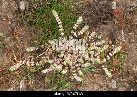 Die seltenen Pflanzen, Korallen Kette (Illecebrum Verticillatum) auf Heideflächen, UK, im Juli Stockfoto