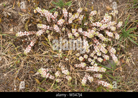 Die seltenen Pflanzen, Korallen Kette (Illecebrum Verticillatum) auf Heideflächen, UK, im Juli Stockfoto