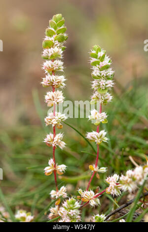 Die seltenen Pflanzen, Korallen Kette (Illecebrum Verticillatum) auf Heideflächen, UK, im Juli Stockfoto