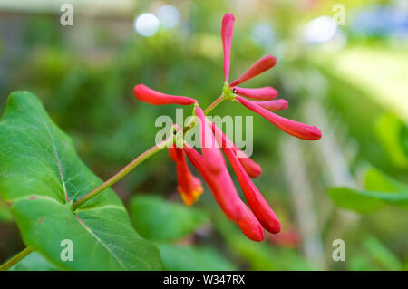 Der frühe Frühling Trompete geißblatt Blumen angehende im östlichen Nordamerika Stockfoto