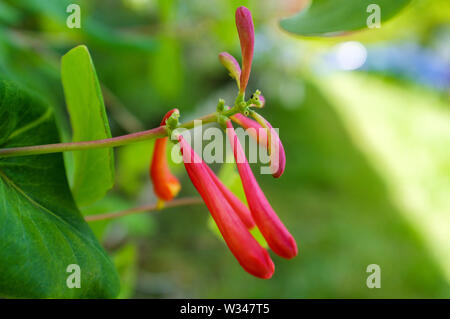 Der frühe Frühling Trompete geißblatt Blumen angehende im östlichen Nordamerika Stockfoto