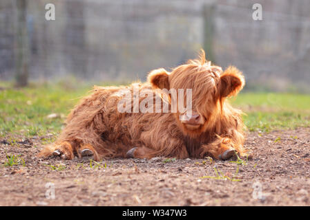 Nette junge Schottische Highland rind kalb mit hellbraunen Langen, zotteligen Fell Lügen auf dem Boden Stockfoto
