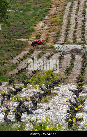 Weinberg in Zypern im Frühjahr Stockfoto