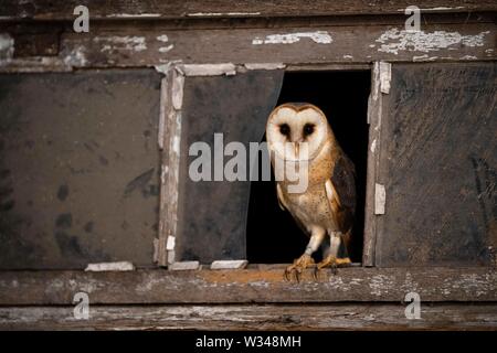 Gemeinsame Schleiereule (Tyto alba) sitzt in das Fenster, Nord Holland, Niederlande Stockfoto