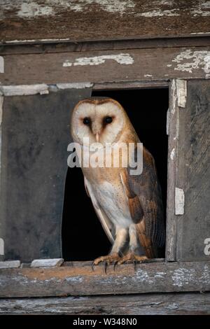 Gemeinsame Schleiereule (Tyto alba) sitzt in das Fenster, Nord Holland, Niederlande Stockfoto