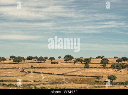 Schöne Landschaft von Eiche Feld in der kastilischen Landschaft Stockfoto