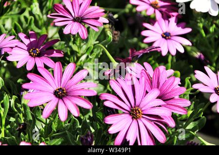 Schönen lila Dimorphoteca Blumen im Garten im Frühling Stockfoto