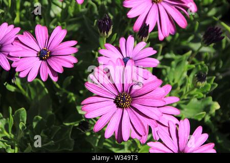 Schönen lila Dimorphoteca Blumen im Garten im Frühling Stockfoto