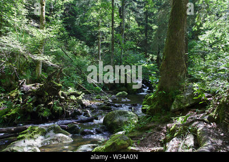 Wild River in den Wäldern der Ravennaschlucht Stockfoto